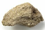 Fossil Tyrannosaur (T rex) Skull Section - Wyoming #314031-1